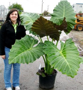 Alocasia Mayan Mask PP24391