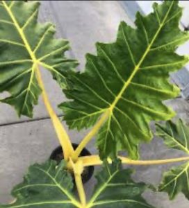 Alocasia golden dragon