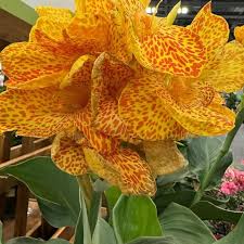 Canna Golden Leopard