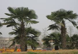 Trachycarpus fortunei 'Tesan'